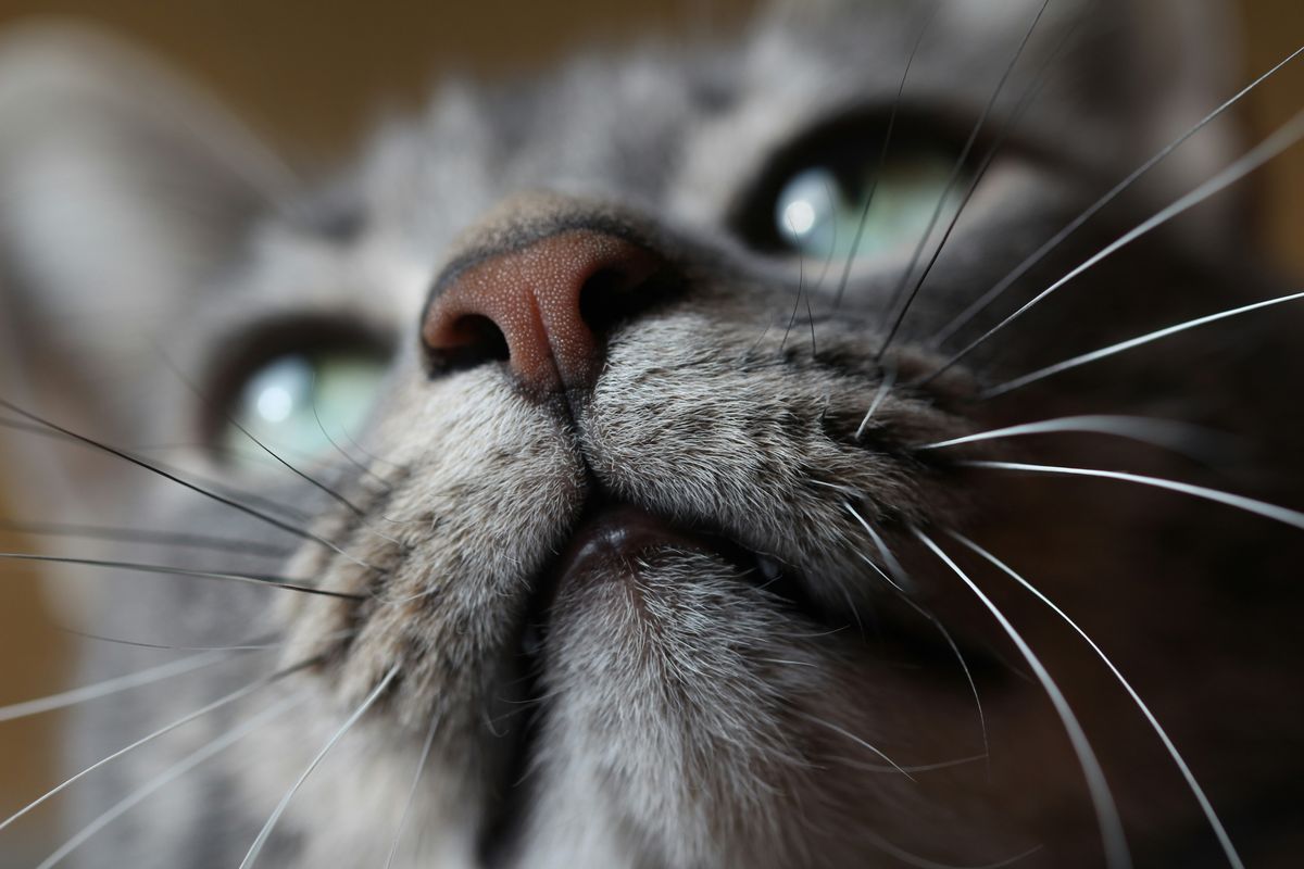 Dry Cat Nose: What Does it Mean?