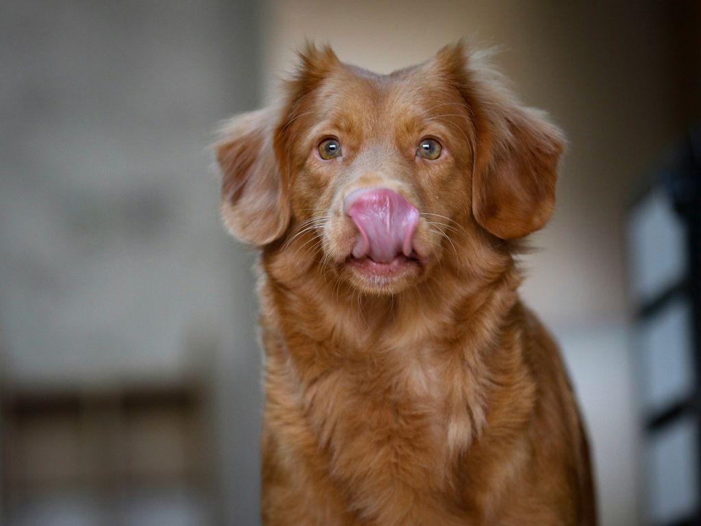 Acid Reflux in Dogs: Symptoms & Management