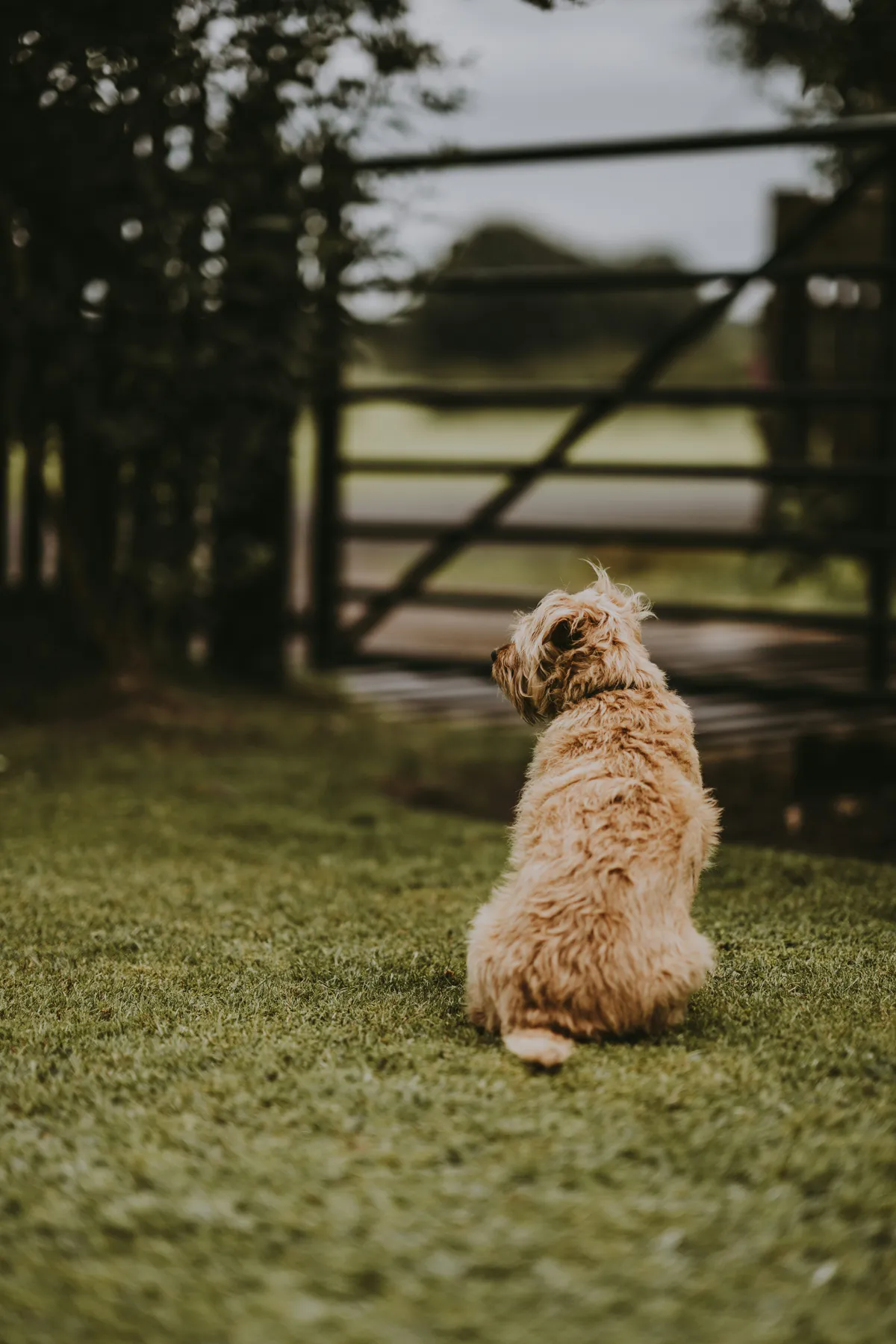 Dog Poop Color Chart: Causes and Next Steps