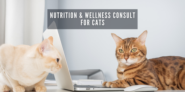 JOOF Holistic Pet | Explore our full collections for Dogs and Cats. - JOOF Nutrition & Wellness Consult for Cats.