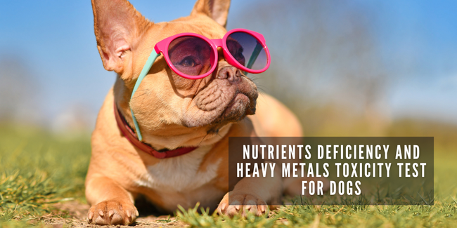 JOOF Holistic Pet | Explore our full collections for Dogs and Cats. - Nutrients Deficiency and Heavy Metal Toxicity Test for Dogs