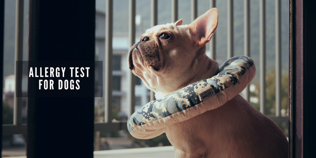 JOOF Holistic Pet | Explore our full collections for Dogs and Cats. - Allergy Test for Dogs