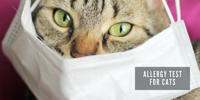 JOOF Holistic Pet | Explore our full collections for Dogs and Cats. - Allergy Test for Cats