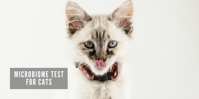 JOOF Holistic Pet | Explore our full collections for Dogs and Cats. - Microbiome Test for Cats