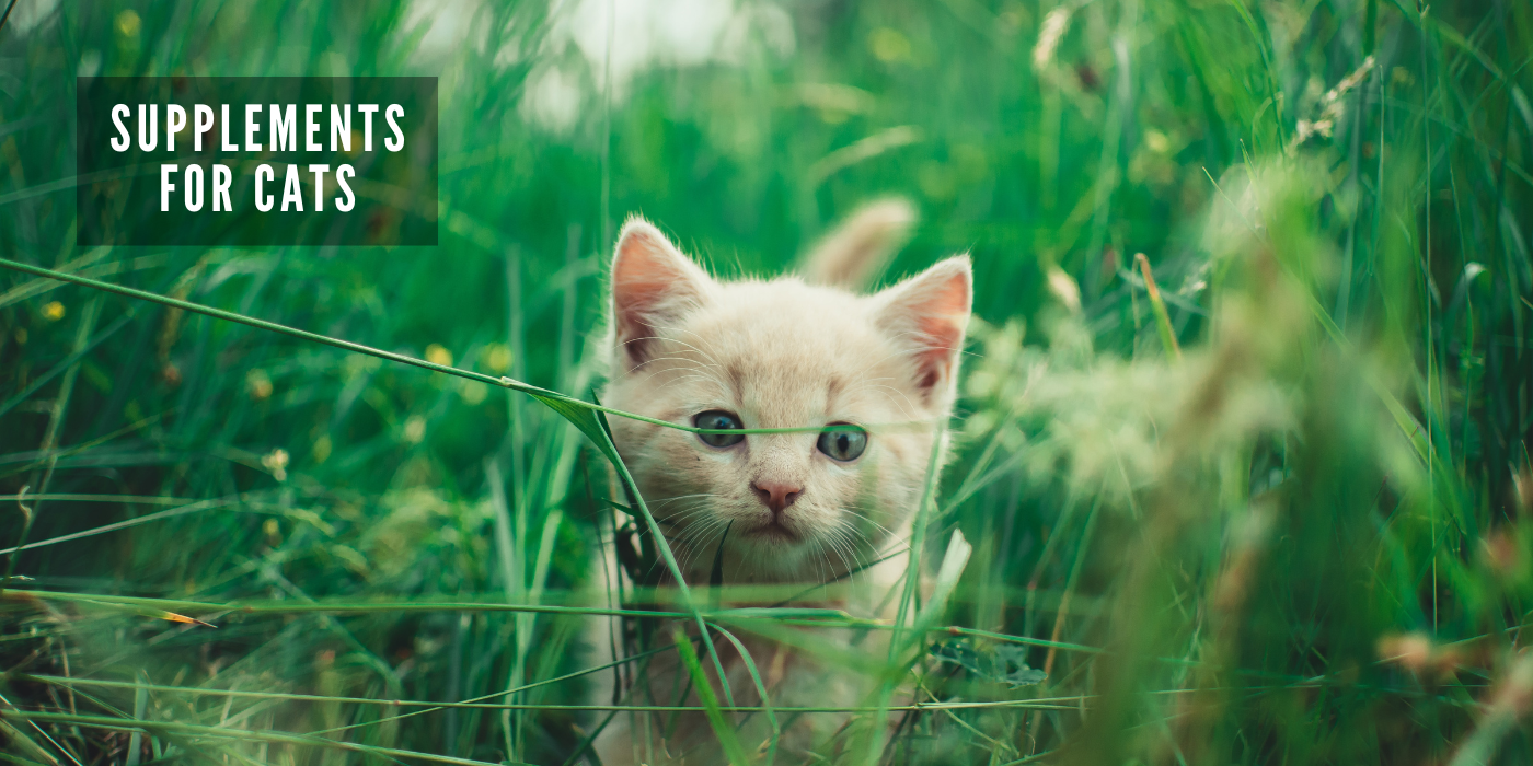 JOOF Holistic Pet | Explore our full collections for Dogs and Cats. - Supplements for Cats