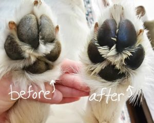 pawtection testimonial before and after healed paw pads