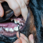 Pet Dental Health Scaling