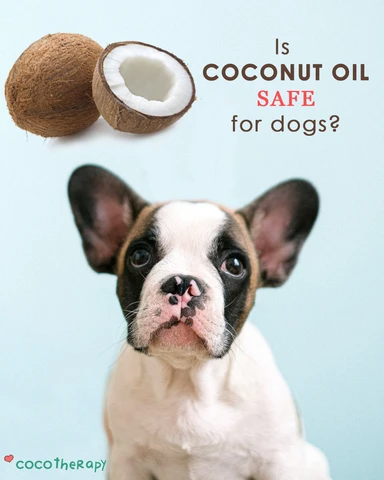 Coconut and Dog: Is CocoTherapy Coconut Oil Safe for Dogs?