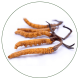 Cordyceps mushrooms