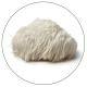 Lion's Mane | BioStar US