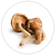 shiitake mushrooms - BioStar US