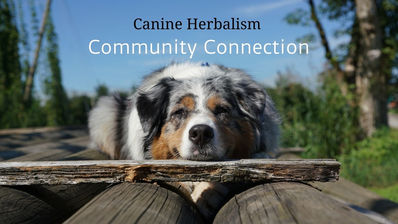 Canine Herbalism Community Connection.jpg