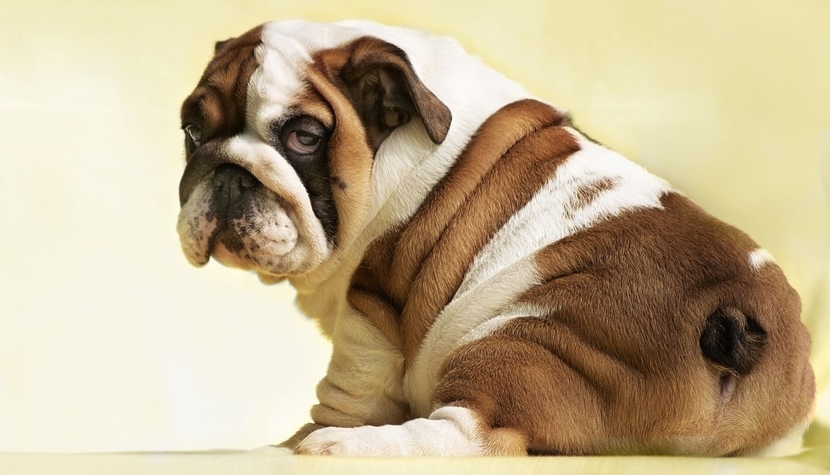 Bulldog Tail Infections: How To Treat & Prevent