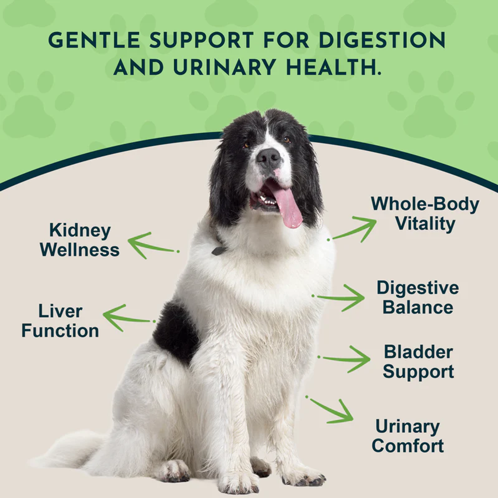 Animal Essentials - Dandelion Herbal_03