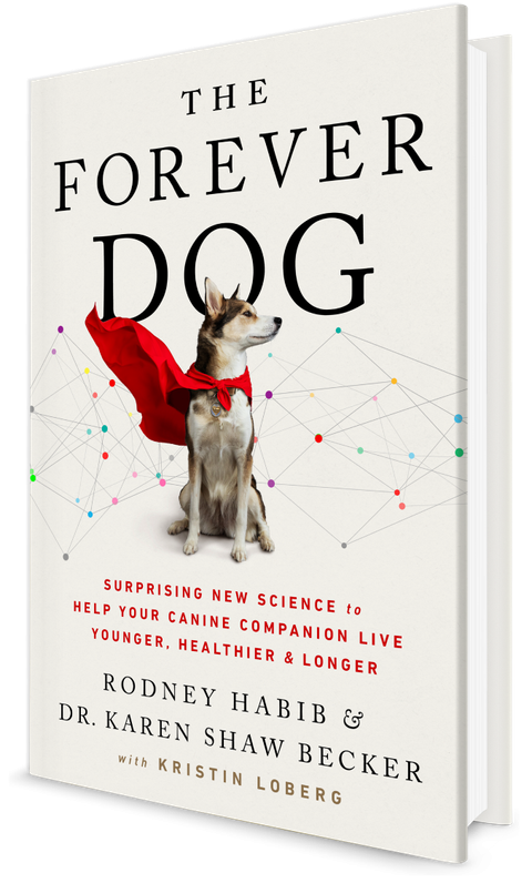 Forever Dog 01.png