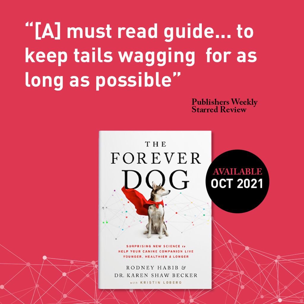 Forever Dog 05.jpg