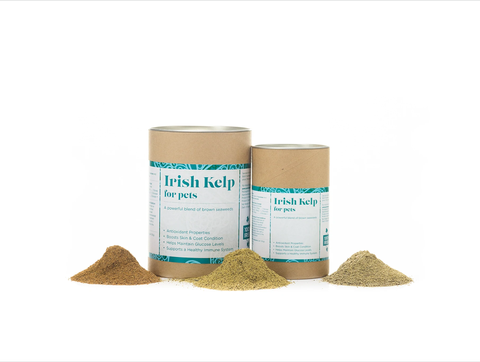 Dog's First - Irish Kelp 02.png