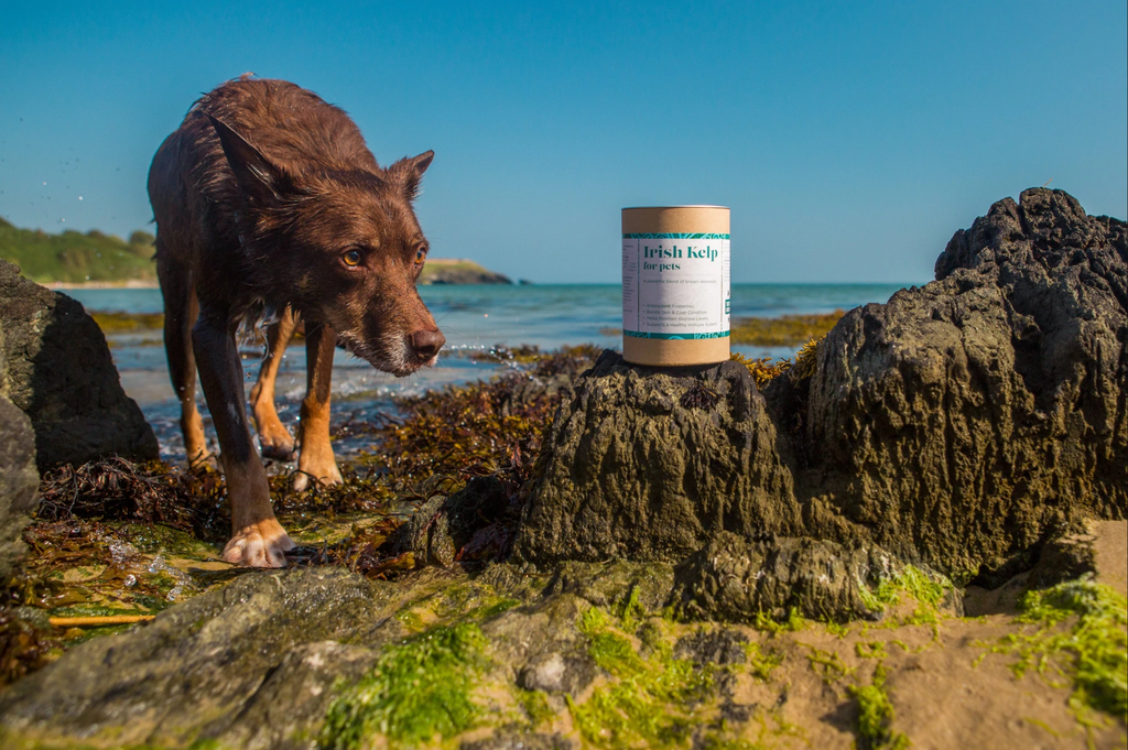 Dog's First - Irish Kelp 05.png