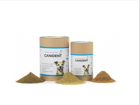 Dog's First - Canident 02.png