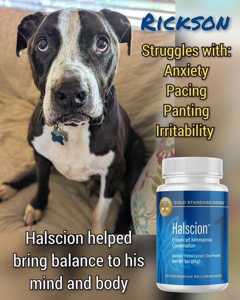 Stunning Dog Food For Adrenal Insufficiency And Stress Relief image