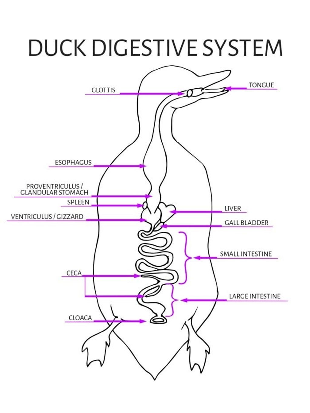 Duck Cut 02