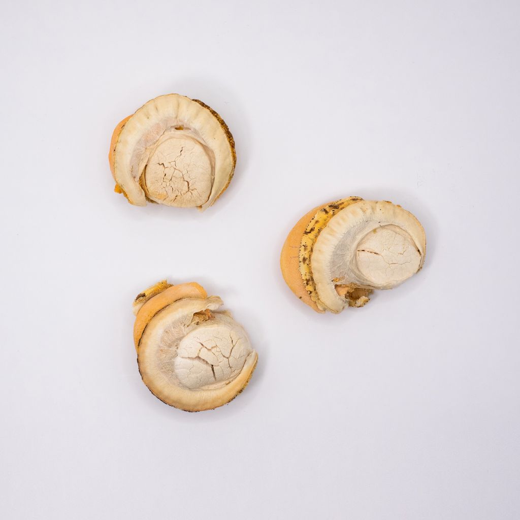 Taki Scallops Bulk 04