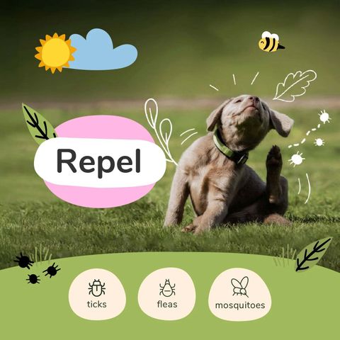 FleaTick_Lemongrass_Spray 03