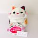 Calico Cat