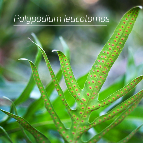 Polypodium locotomas klinik dr diana
