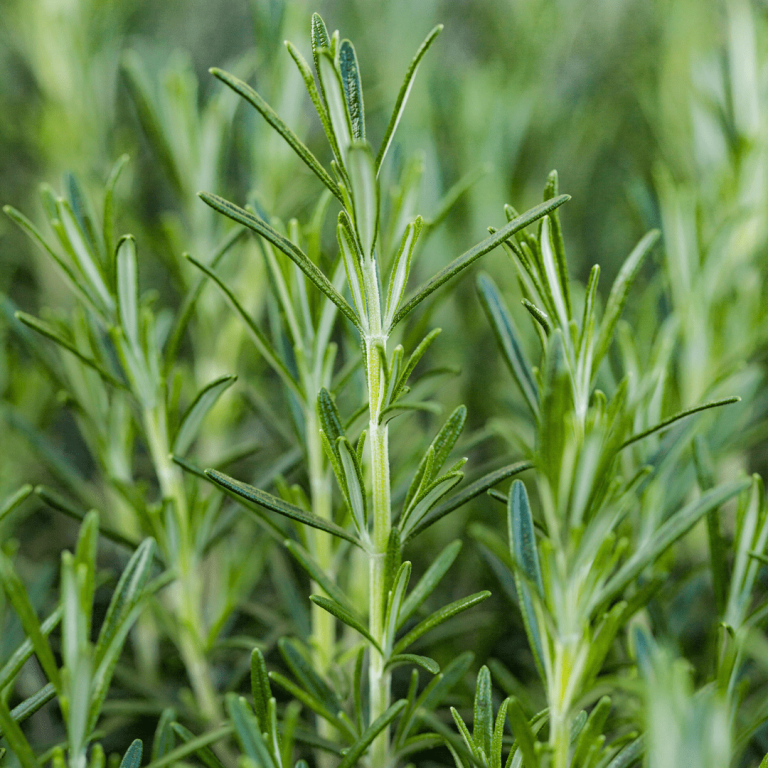 Rosemary klinik dr diana
