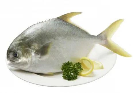 Goldent-Pomfret-Farmed.png