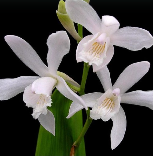 chinese orchid