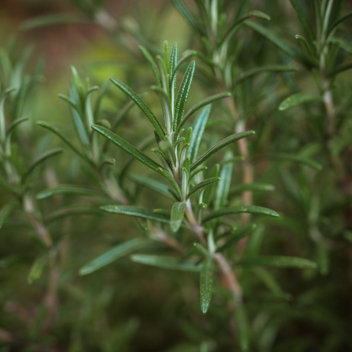 Rosemary3