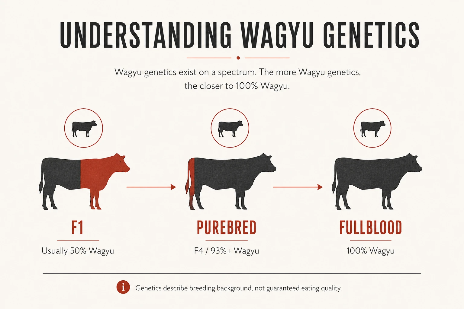Infographic explaining F1 Purebred and Fullblood Wagyu genetics progression