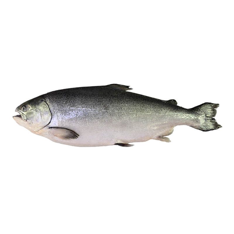Big-Glory-Bay-King-Salmon-800x800-4-optimized