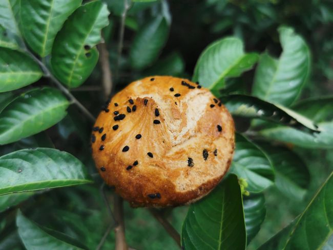 Man Cheng Xiang |  - 