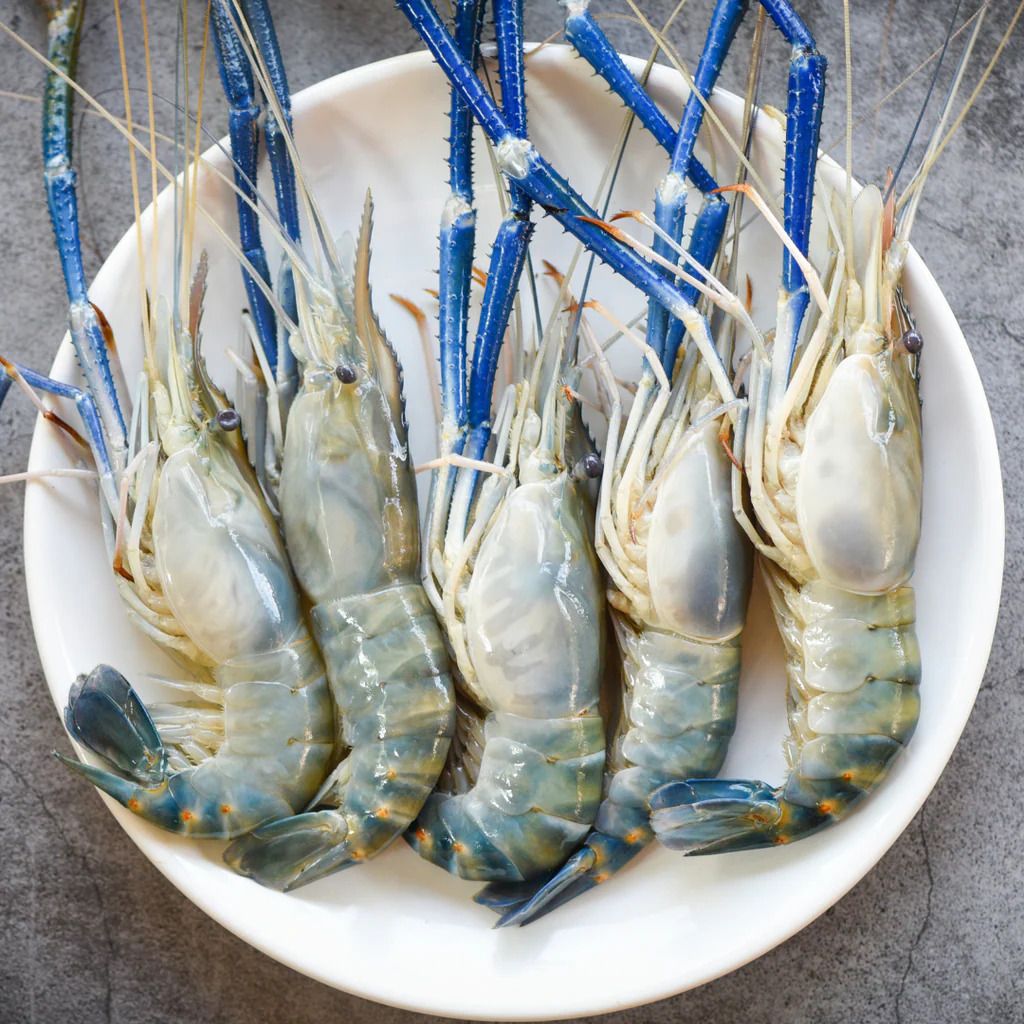 Udang Galah  Water Prawn Head On U7 (5-7) 1