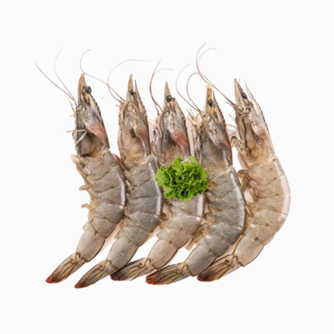 Vannamei Prawn Head On 21-25 1