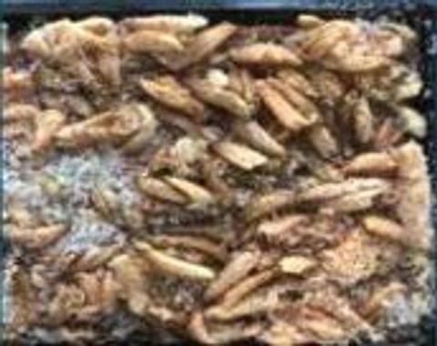crab meat sabah (catalogue)
