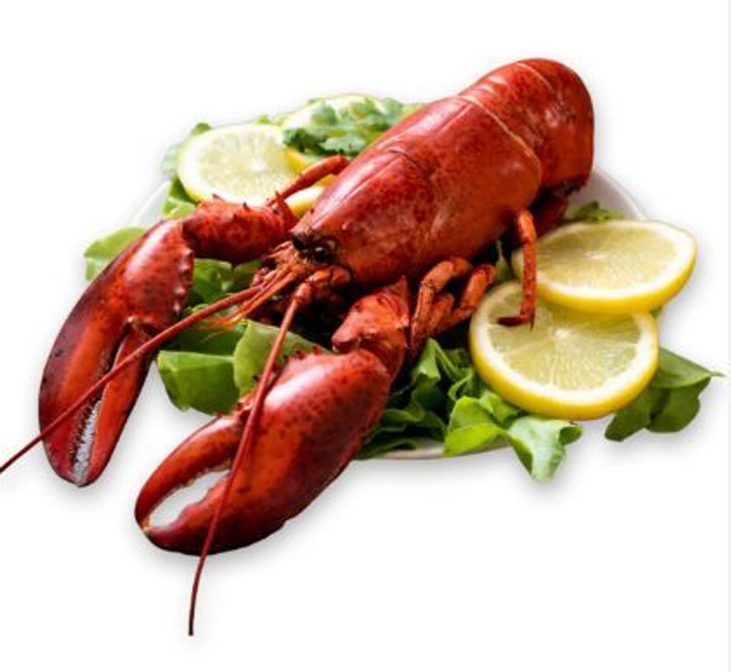 cooked boston lobster B