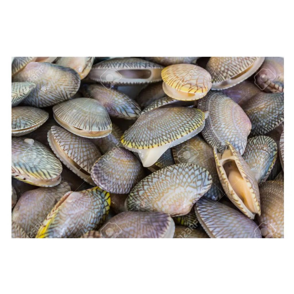 Lala Whole Cooked XL Size (No Sand No Ice） 2