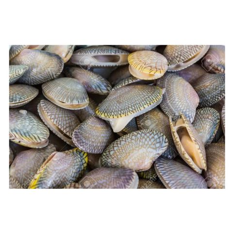 Lala Whole Cooked XL Size (No Sand No Ice） 2