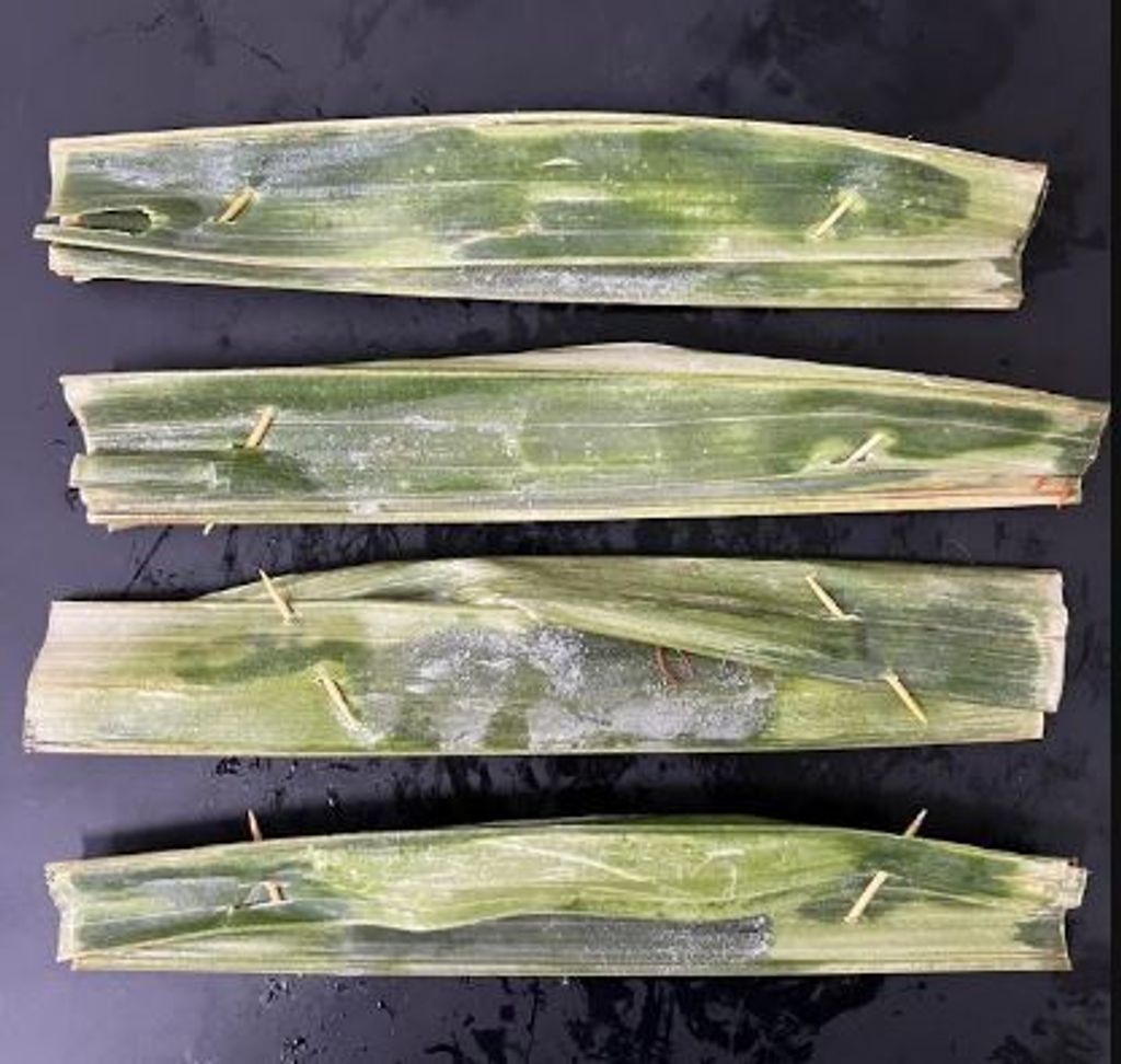 Otak otak daun 1