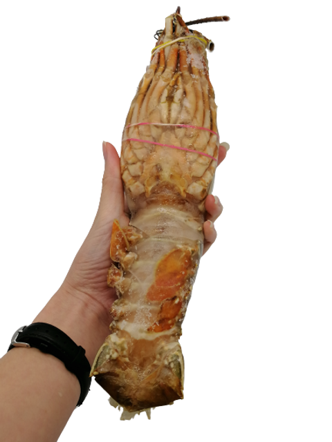 Lobster_400-500__Local_-20-removebg-preview.png