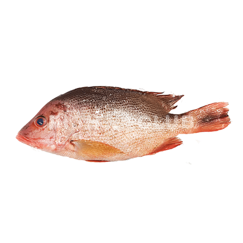 Red_Snapper-removebg-preview.png