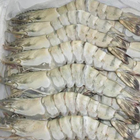 Tiger Prawn Head On 36-40 3.jpg