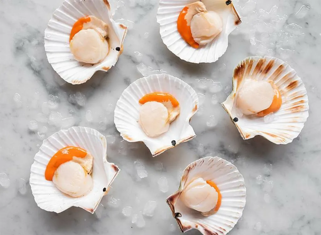 White Scallop Half Shell 8-9 3.jpg