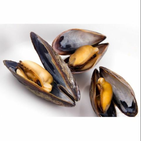 Black Mussel 2.jpg