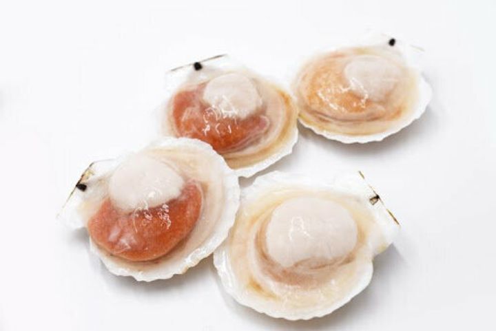 Scallop Half Shell 7-8CM 1.jpg