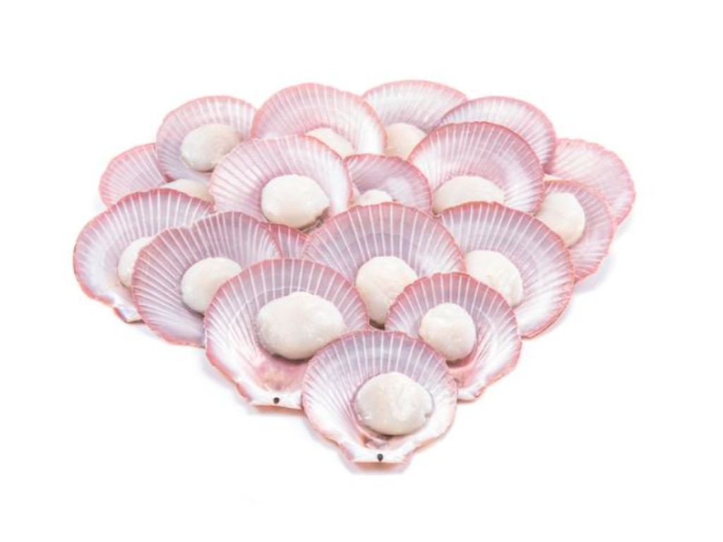 Pink Scallop Half Shell 50-60 3.jpg